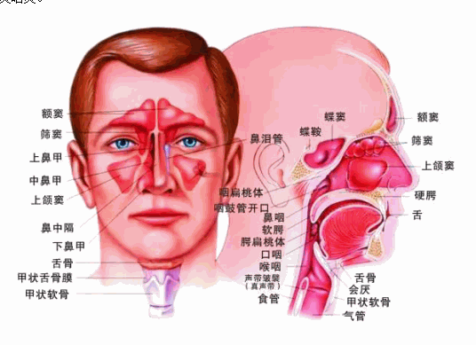 許善堂鼻炎館加盟