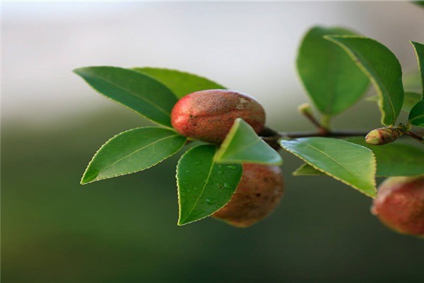 龍騰油茶籽油加盟