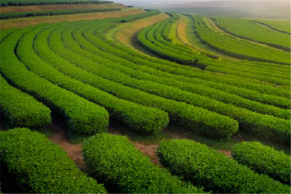 中糧海堤茶葉