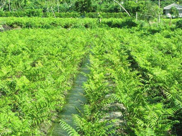 野菜種植加盟