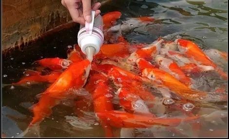 魚你同樂吃奶魚