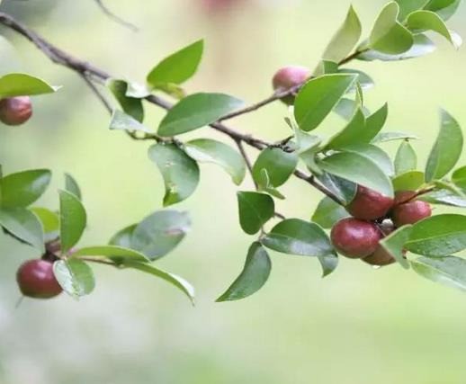 山潤(rùn)油茶