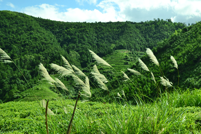 新康有機(jī)茶